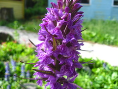 Dactylorhiza urvilleana