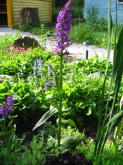 Dactylorhiza urvilleana