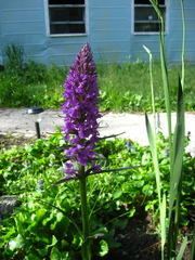 Dactylorhiza urvilleana