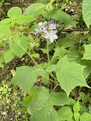 Hydrophyllum appendiculatum