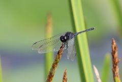 Diplacodes lefebvrii