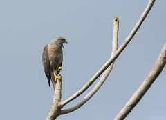 Buteo ridgwayi