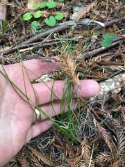 Deschampsia elongata