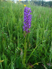 Dactylorhiza urvilleana