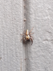 Dendryphantina