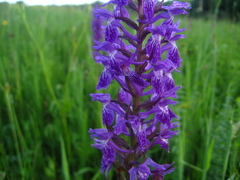 Dactylorhiza urvilleana