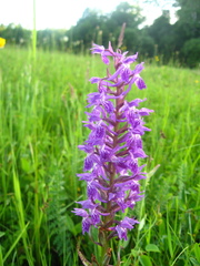 Dactylorhiza urvilleana