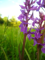 Dactylorhiza urvilleana