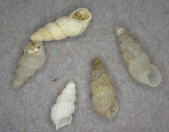 Odostomia oregonensis