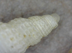 Odostomia oregonensis
