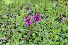 Dactylorhiza urvilleana