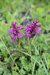 Dactylorhiza urvilleana