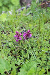 Dactylorhiza urvilleana