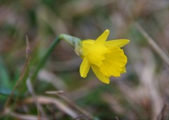 Narcissus minor asturiensis