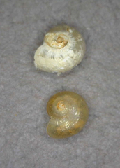 Teinostoma supravallatum