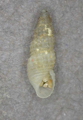 Odostomia oregonensis