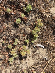 Chorizanthe howellii