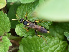 Ichneumon xanthorius