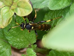 Ichneumon xanthorius