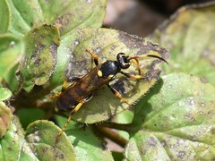 Ichneumon xanthorius