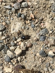 Colobopterus erraticus