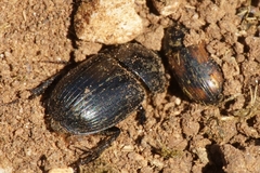 Acrossus luridus