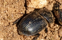 Acrossus luridus