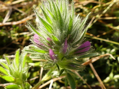 Ononis alopecuroides