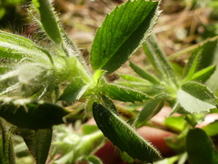 Ononis alopecuroides