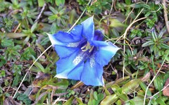 Gentiana acaulis