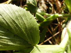 Ononis alopecuroides