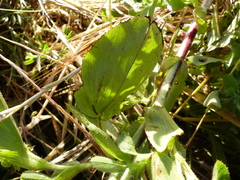 Ononis alopecuroides