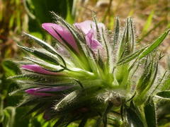 Ononis alopecuroides