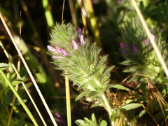 Ononis alopecuroides