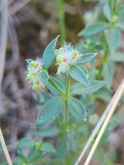 Galium serpenticum