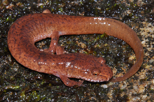 Spring Salamander