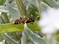 Ichneumon xanthorius