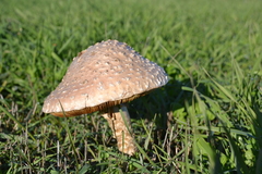 Saproamanita vittadinii
