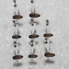 Acmaeodera quadrivittatoides