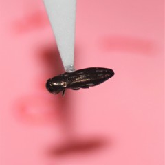 Agrilus pectoralis