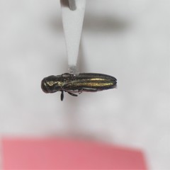 Agrilus gibbicollis