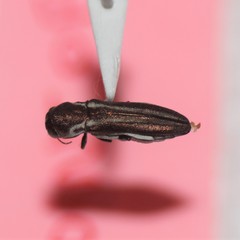 Agrilus gibbicollis
