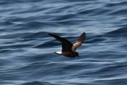 Wedge-rumped Storm Petrel (Hydrobates tethys), photo 8