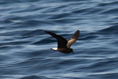 Hydrobates tethys