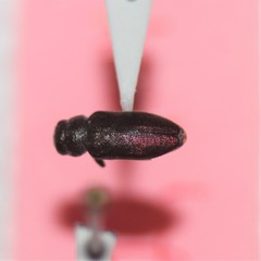 Chrysobothris ephedrae