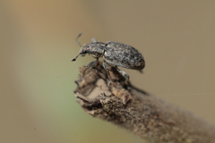 Sitona cylindricollis