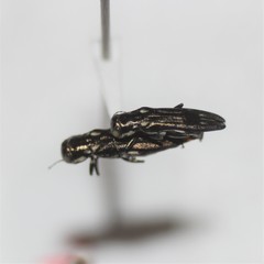 Agrilus obsoletoguttatus