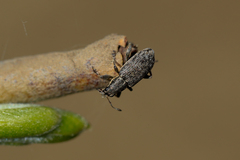 Sitona cylindricollis