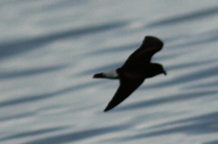 Hydrobates tethys