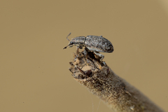 Sitona cylindricollis